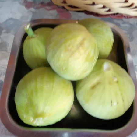 Lantställe Menina Farm Kalamata Countryside *