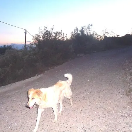 Menina Farm Kalamata Countryside Περιβολάκι