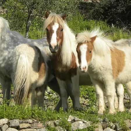 Εξοχικό σπίτι Menina Farm Kalamata Countryside *