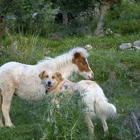 Menina Farm Kalamata Countryside