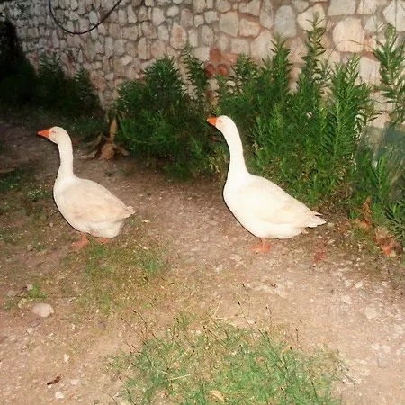 Menina Farm Kalamata Countryside Εξοχικό σπίτι