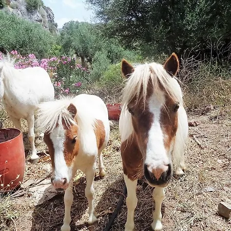 Menina Farm Kalamata Countryside 컨트리하우스 Perivolákia